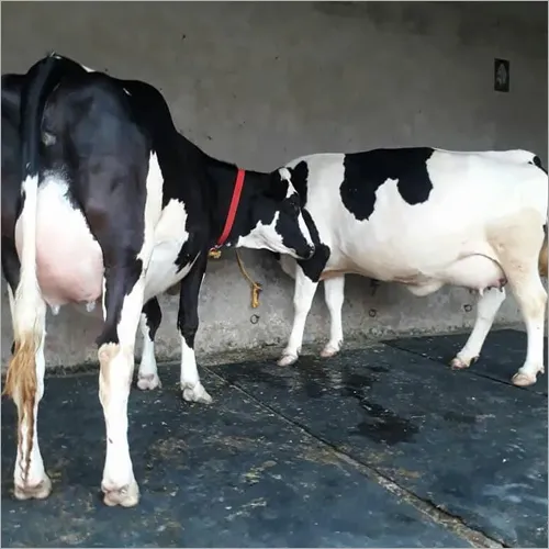 Hf Cow