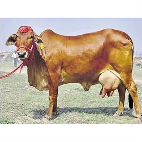 Sahiwal Cow