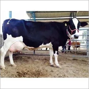 Hf Cow