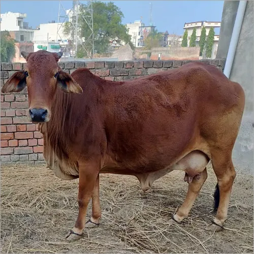 Sahiwal Cow