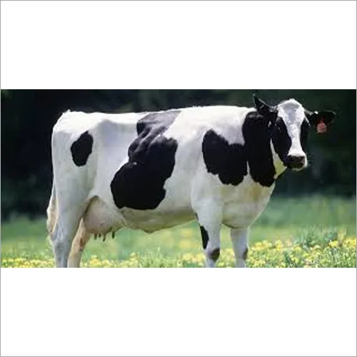 Hf Cow